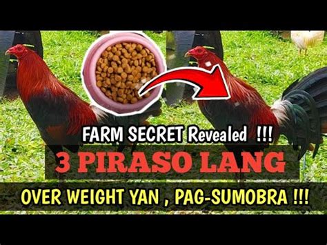 paano patabain ang manok|Paano Pabukahin ang Katawan ng Manok .